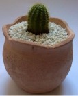 Cactus pequeño