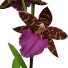 Orquidea odontoglossum