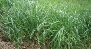 Rye grass tetralite, Semillas 50 lb