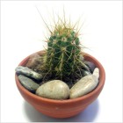 Cactus mediano