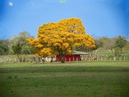 Guayacan amarillo, 1000 gr Semillas