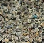 Césped Bermuda grass 10 libras americanas semillas (4540 gr)