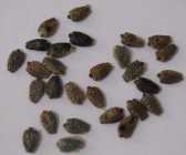 Granadilla, semillas x 1 Kg